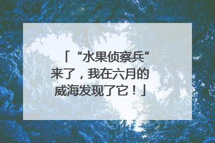 “水果侦察兵”来了，我在六月的威海发现了它！
