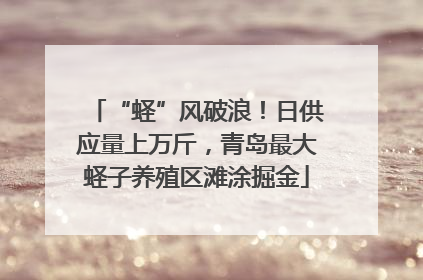 “蛏”风破浪！日供应量上万斤，青岛最大蛏子养殖区滩涂掘金