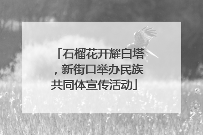 石榴花开耀白塔，新街口举办民族共同体宣传活动