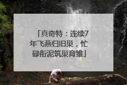 真奇特：连续7年飞燕归旧巢，忙碌衔泥筑巢育雏