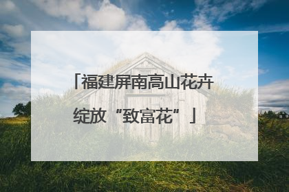 福建屏南高山花卉绽放“致富花”