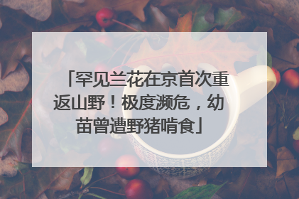 罕见兰花在京首次重返山野！极度濒危，幼苗曾遭野猪啃食