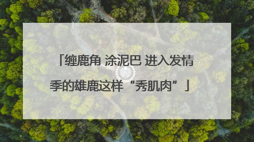 缠鹿角 涂泥巴 进入发情季的雄鹿这样“秀肌肉”