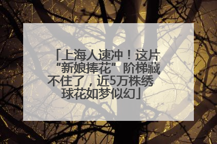 上海人速冲！这片“新娘捧花”阶梯藏不住了，近5万株绣球花如梦似幻