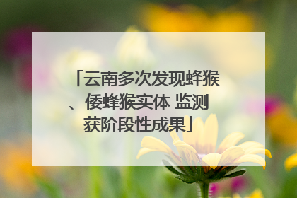 云南多次发现蜂猴、倭蜂猴实体 监测获阶段性成果