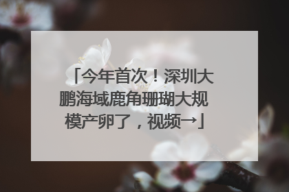 今年首次！深圳大鹏海域鹿角珊瑚大规模产卵了，视频→