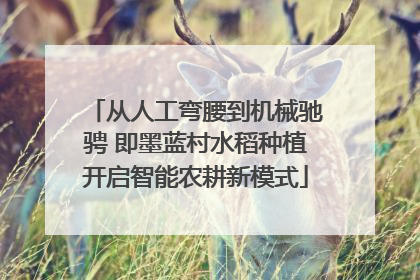 从人工弯腰到机械驰骋 即墨蓝村水稻种植开启智能农耕新模式