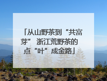 从山野茶到“共富芽” 浙江荒野茶的点“叶”成金路