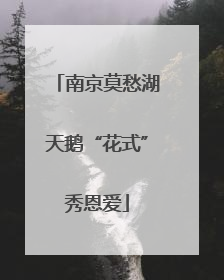 南京莫愁湖天鹅“花式”秀恩爱