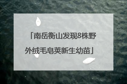 南岳衡山发现8株野外绒毛皂荚新生幼苗
