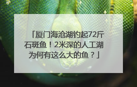 厦门海沧湖钓起72斤石斑鱼！2米深的人工湖为何有这么大的鱼？