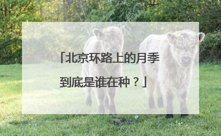 北京环路上的月季到底是谁在种？