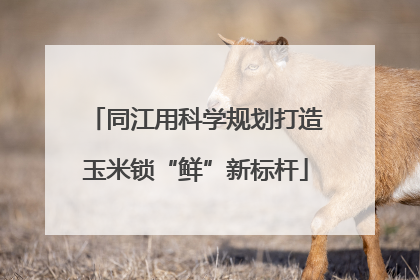 同江用科学规划打造玉米锁“鲜”新标杆