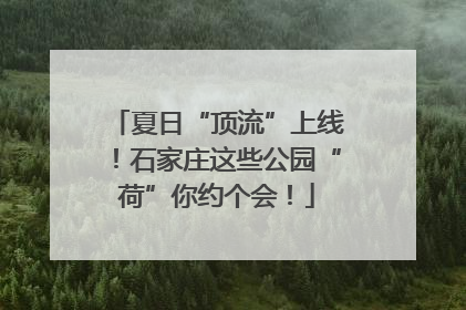 夏日“顶流”上线！石家庄这些公园“荷”你约个会！