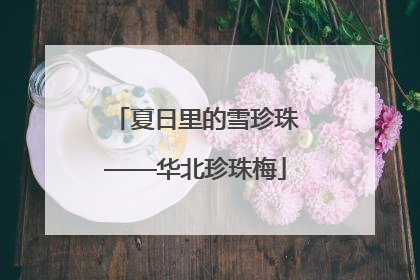 夏日里的雪珍珠——华北珍珠梅