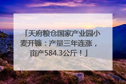 天府粮仓国家产业园小麦开镰：产量三年连涨，亩产584.3公斤！