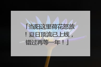 当阳这里荷花怒放！夏日顶流已上线，错过再等一年！