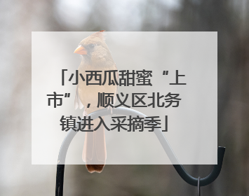 小西瓜甜蜜“上市”，顺义区北务镇进入采摘季