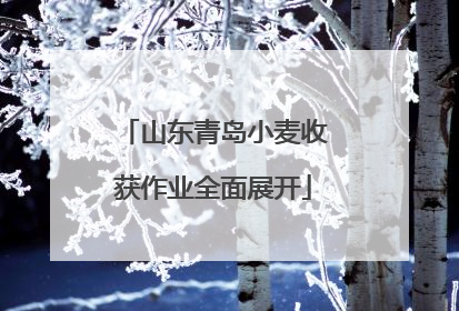 山东青岛小麦收获作业全面展开
