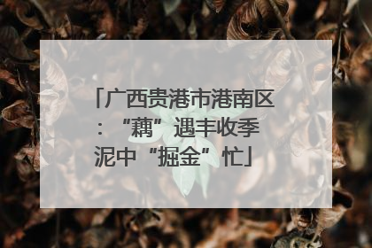 广西贵港市港南区：“藕”遇丰收季 泥中“掘金”忙
