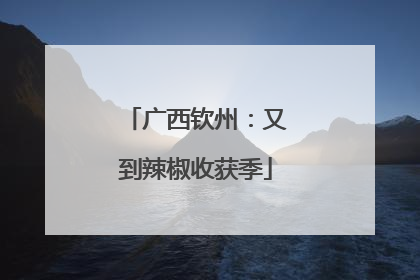 广西钦州：又到辣椒收获季