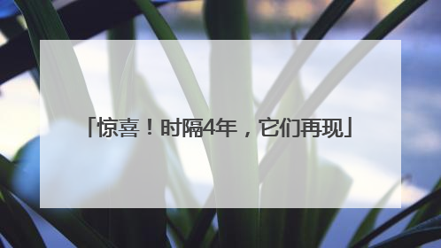 惊喜！时隔4年，它们再现