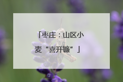 枣庄：山区小麦“喜开镰”