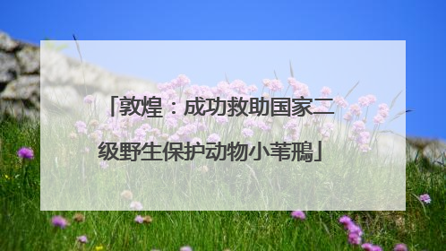 敦煌：成功救助国家二级野生保护动物小苇鳽