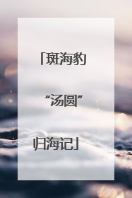 斑海豹“汤圆”归海记