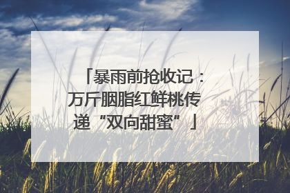 暴雨前抢收记：万斤胭脂红鲜桃传递“双向甜蜜”
