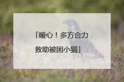 暖心！多方合力救助被困小猫