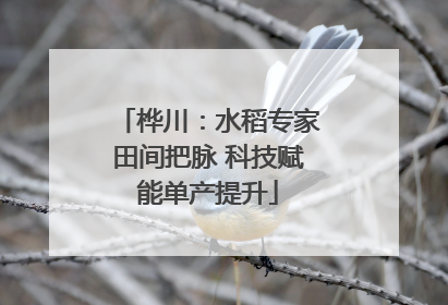 桦川：水稻专家田间把脉 科技赋能单产提升