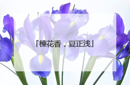 楝花香，夏正浅