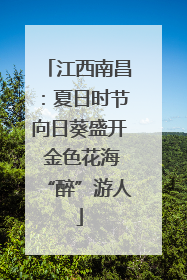 江西南昌：夏日时节向日葵盛开 金色花海“醉”游人