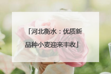 河北衡水：优质新品种小麦迎来丰收