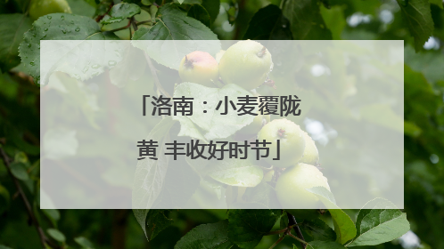 洛南：小麦覆陇黄 丰收好时节
