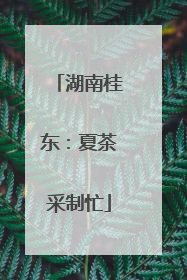 湖南桂东：夏茶采制忙