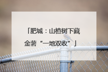 肥城：山楂树下藏金薯“一地双收”