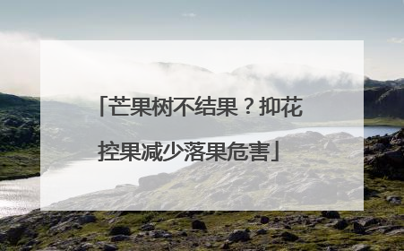 芒果树不结果？抑花控果减少落果危害