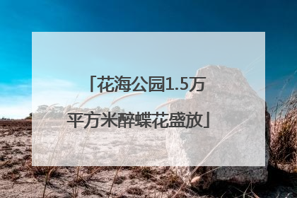 花海公园1.5万平方米醉蝶花盛放