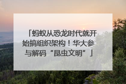 蚂蚁从恐龙时代就开始搞组织架构！华大参与解码“昆虫文明”
