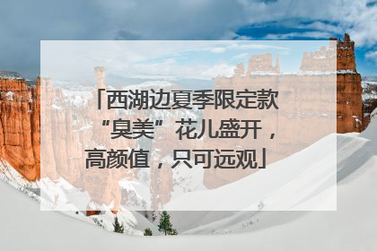 西湖边夏季限定款“臭美”花儿盛开，高颜值，只可远观