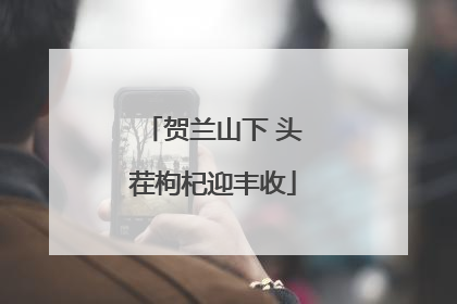 贺兰山下 头茬枸杞迎丰收