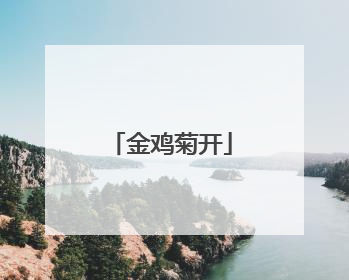 金鸡菊开