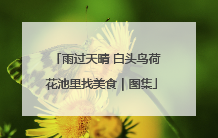 雨过天晴 白头鸟荷花池里找美食｜图集