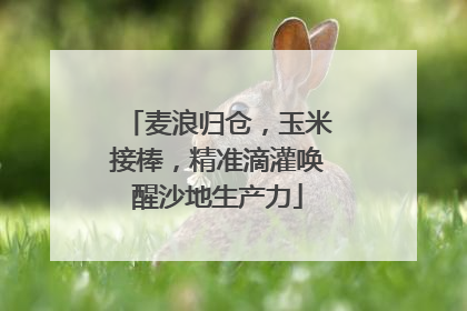 麦浪归仓，玉米接棒，精准滴灌唤醒沙地生产力