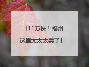 11万株！福州这里太太太美了