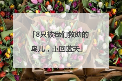 8只被我们救助的鸟儿，重回蓝天